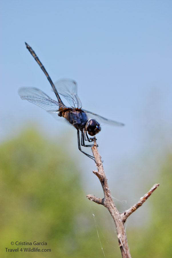 A dragonfly resting on a twig