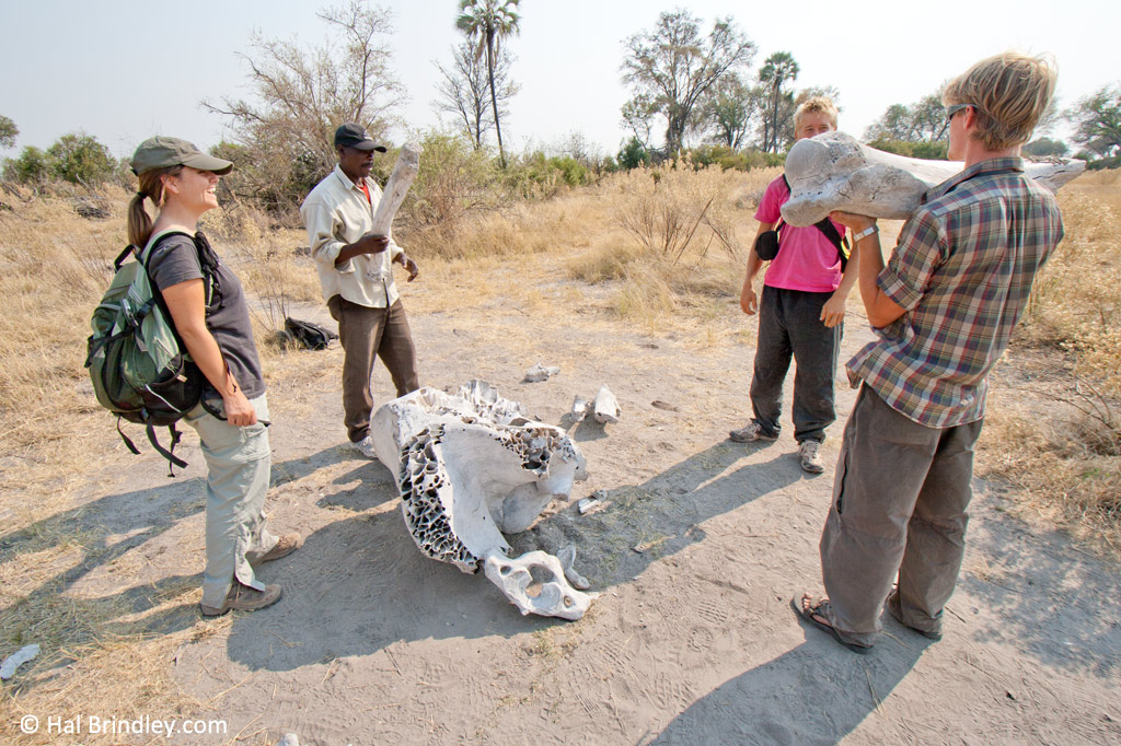 Our guide explaining elephant bones.