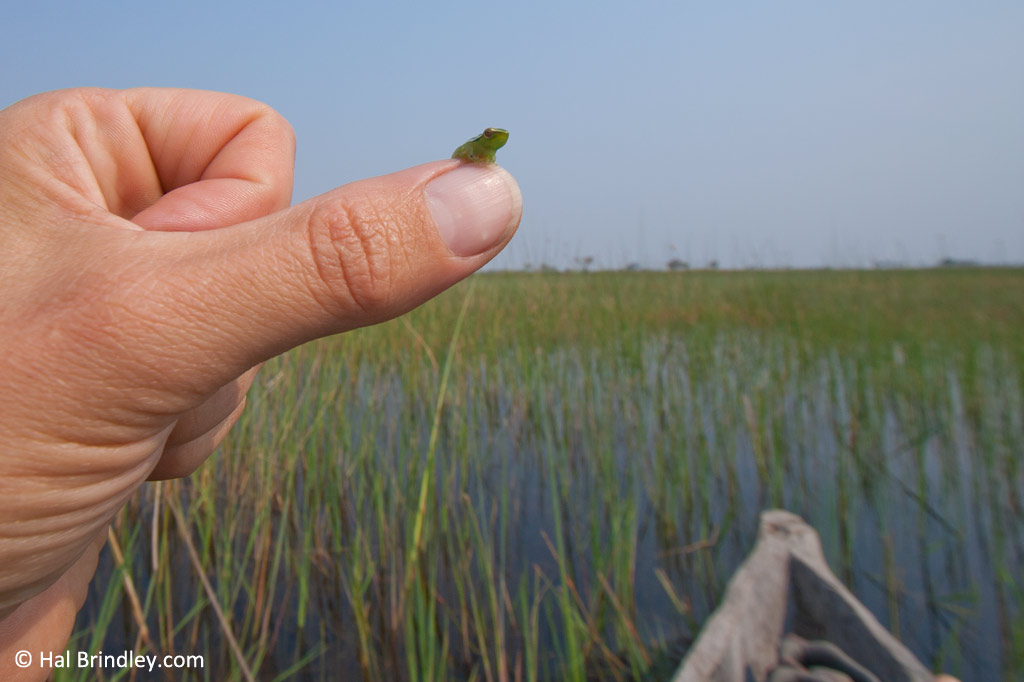 A tiny reed frog sitting on a finger