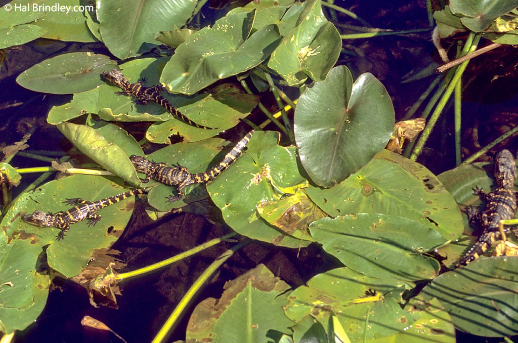 Newly born baby alligators along the Anhinga Trail.