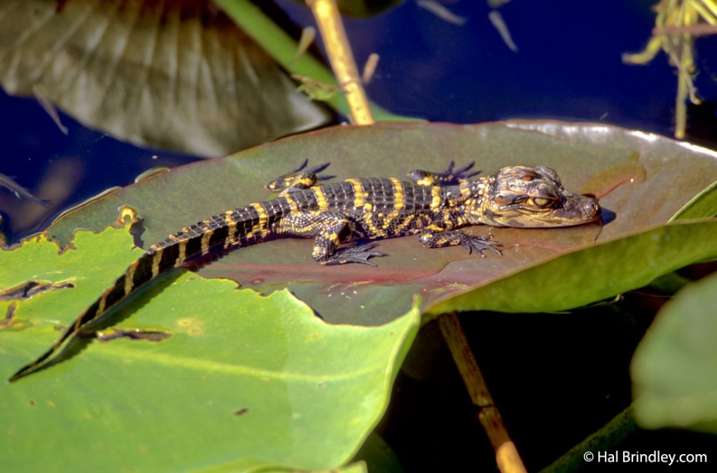 Baby alligator on a leaf.