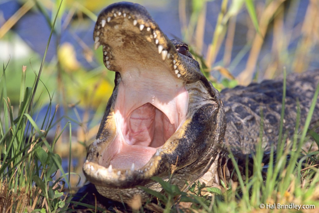 Alligator with mouth open.