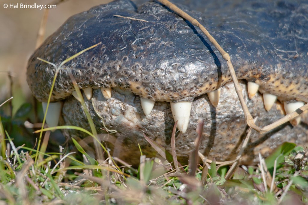 Alligator teeth