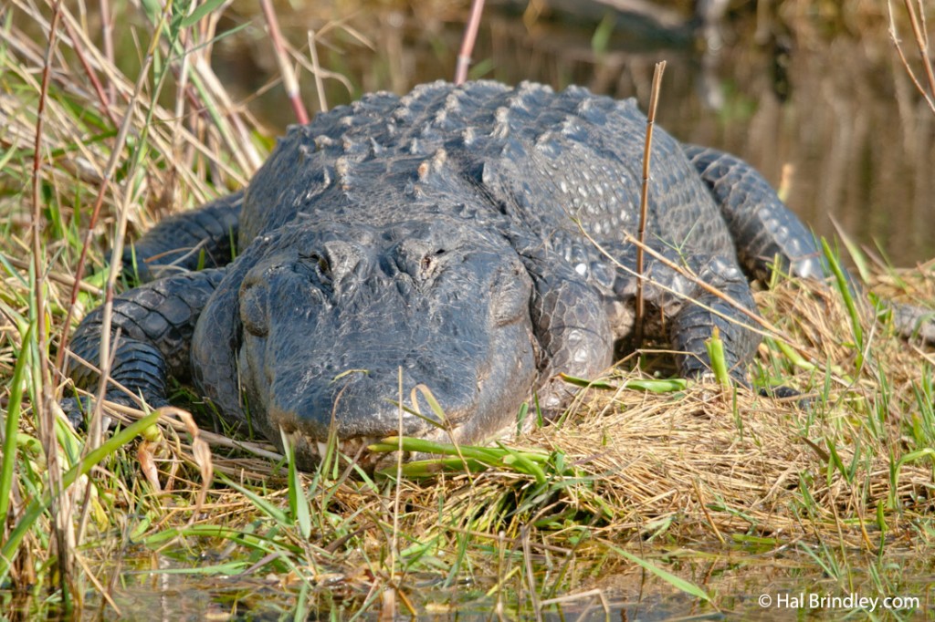 See huge allgators on the Anhinga Trail in the Everglades National Park.