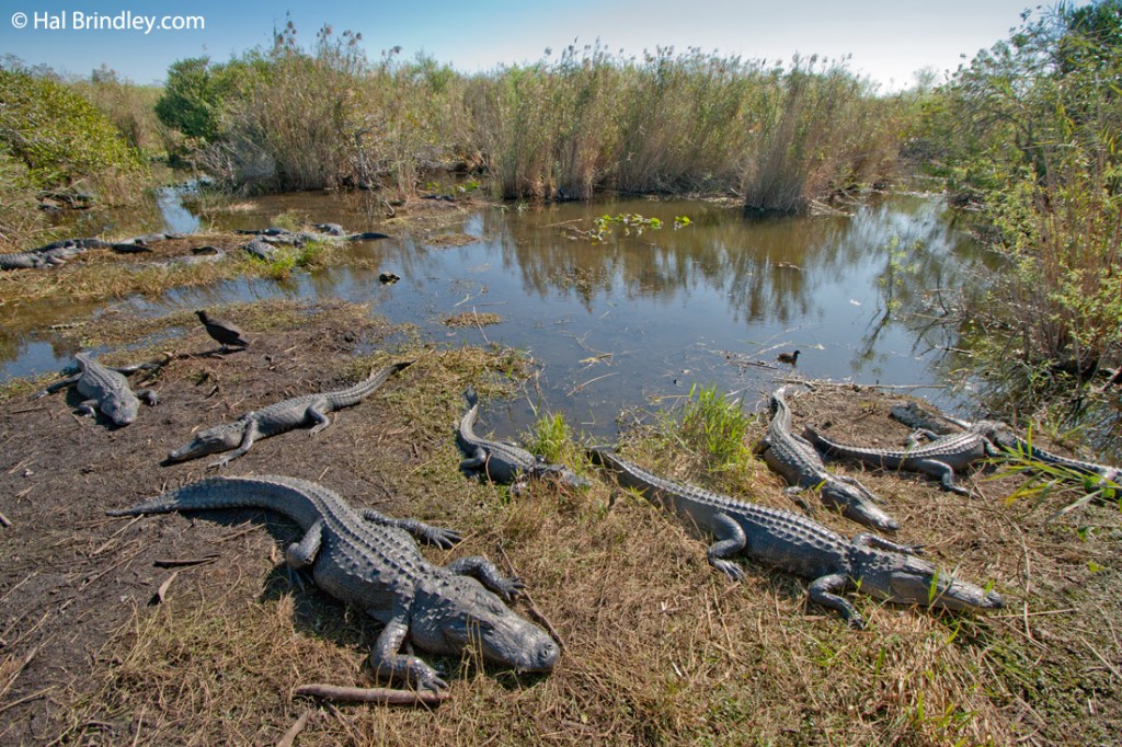 Alligators soaking up the sun.