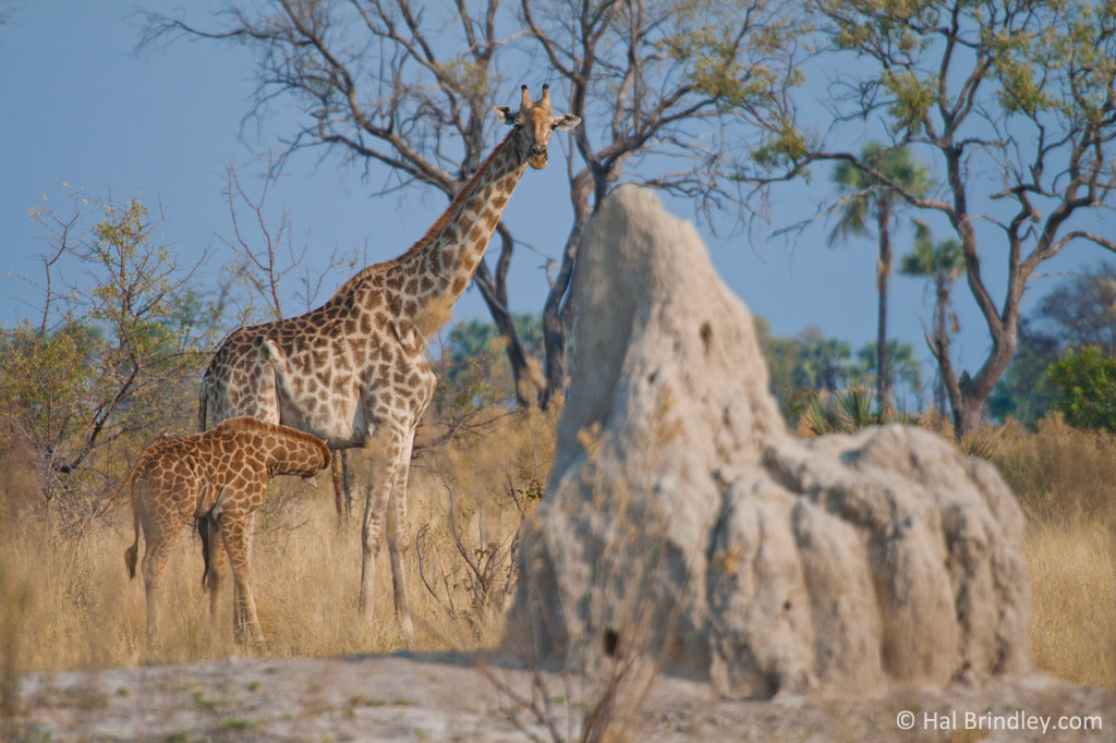 A baby giraffe nursing near a large termite mound.