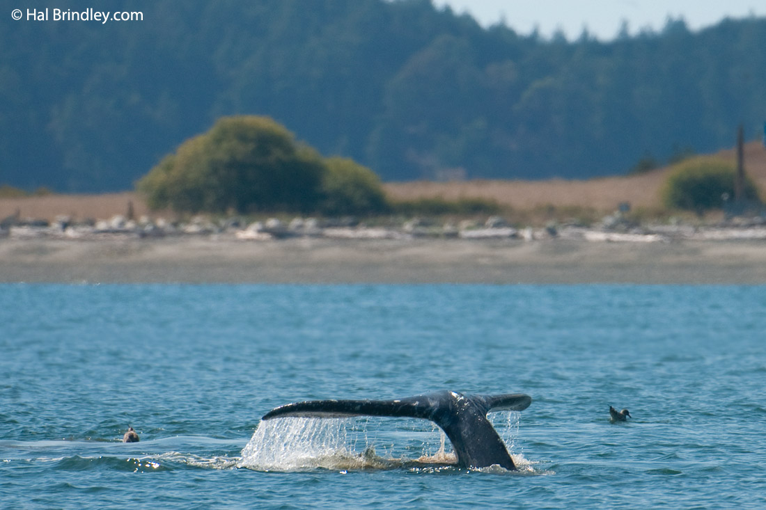 A Gray Whale feeding off the coast of Vancouver Island, Canada