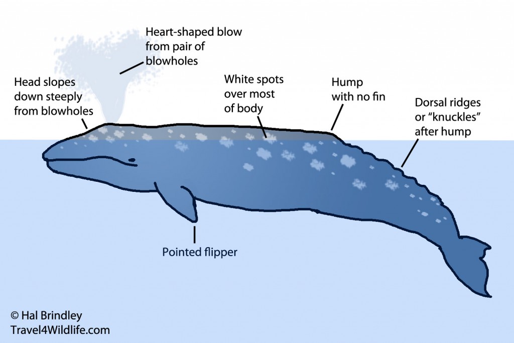 Illustration of identifying characteristics of a Gray Whale