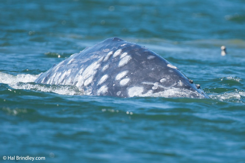 photo of barnacles, whale lice and white spots on gray whale