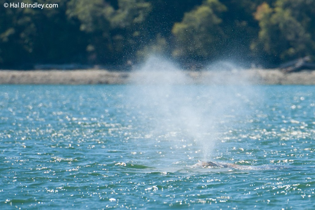 photo showing what shape is the blow of a gray whale