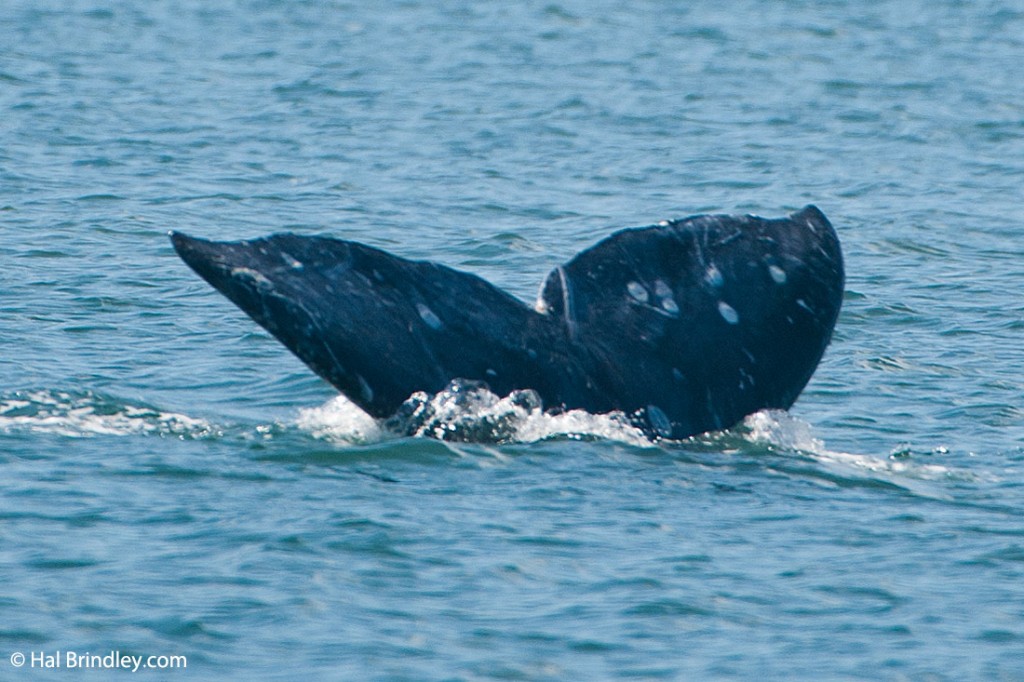 Gray Whale tail with deep notch in center