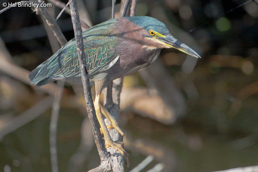 A green heron standing on a branch