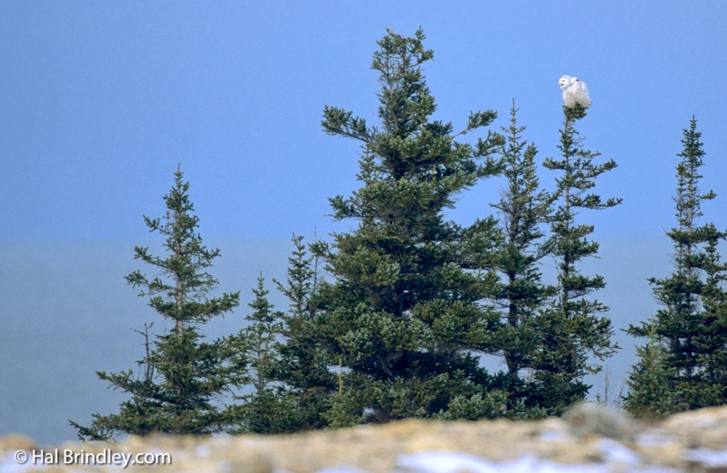 Snowy owls are active during the day