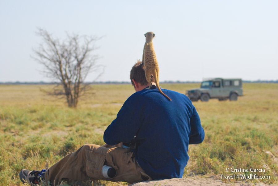 A friendly meerkat standing on Hal's shoulder in Botswana