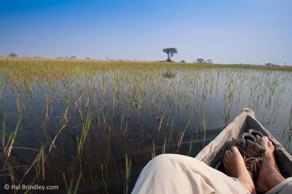 On a canoe in the Okavango delta