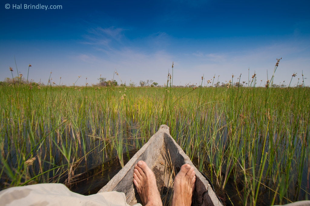 Gliding through reeds in a mokoro in the Okavango.