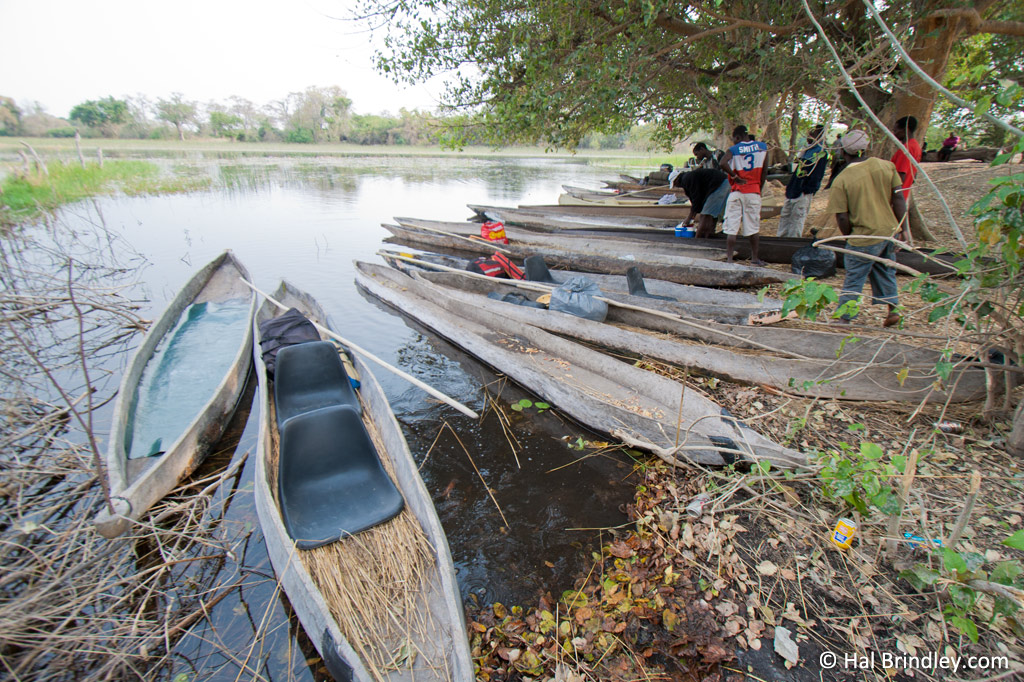 Mokoros wait to escort tourists into the Okavango Delta.