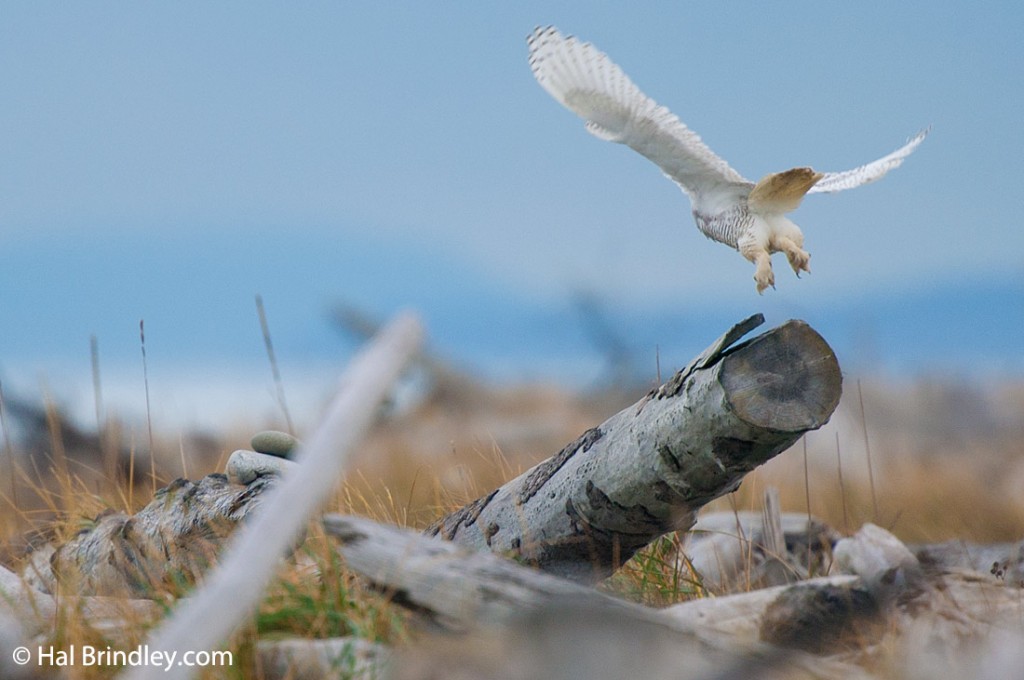 Snowy owl's furry feet