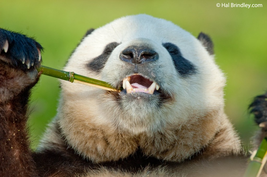 95% of the Giant Panda's diet is bamboo. 