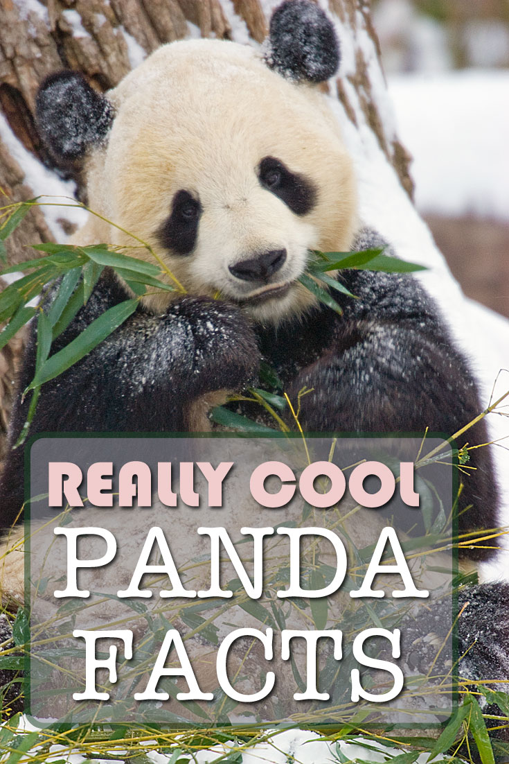 Really Cool Panda Facts, Pin it on Pinterest!