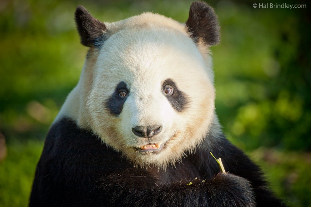 Giant panda facts