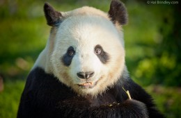 Giant panda facts