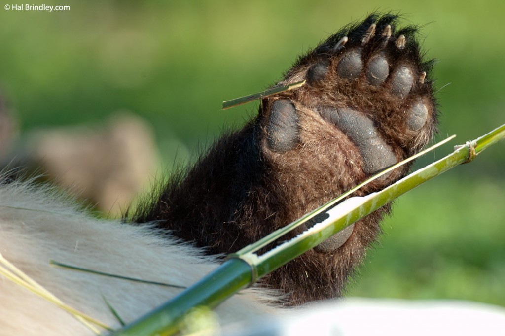 Giant pandas use their pseudo-thumb to grasp bamboo