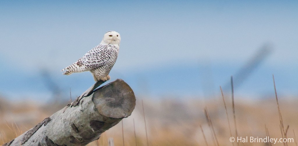 Female snowy owls have dark bars on their plumage