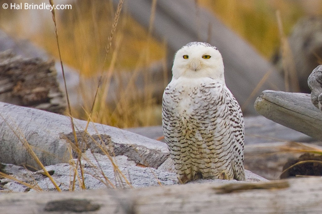 Facial feathers conceal their dark beak