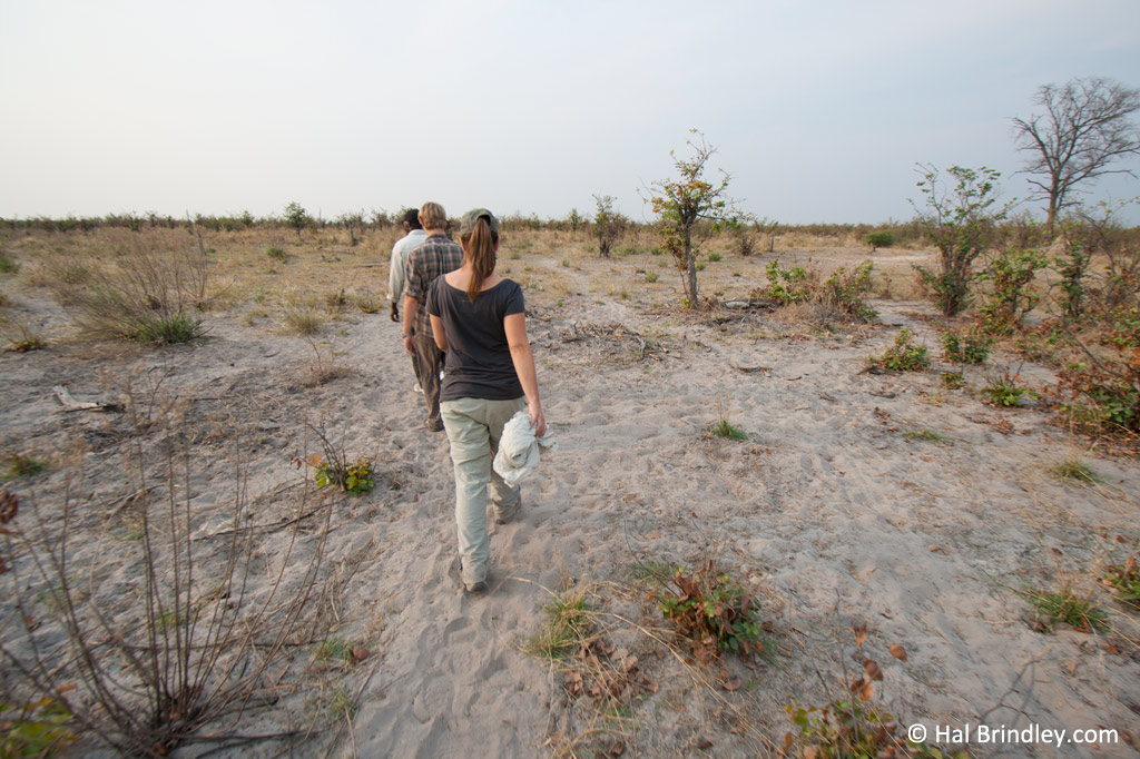 An walking safari in Botswana
