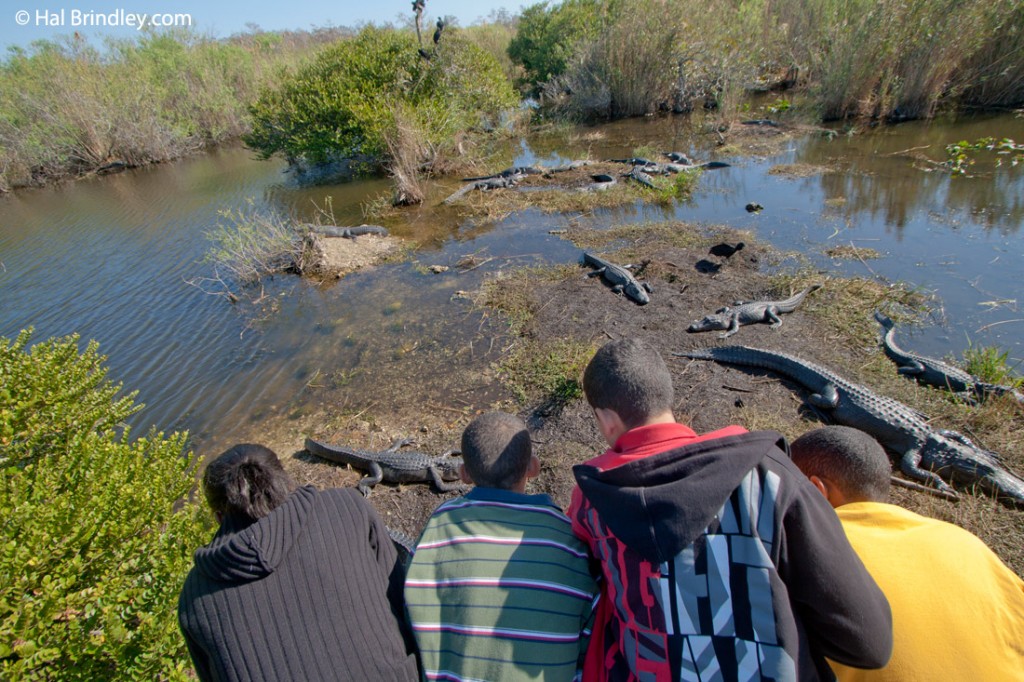 Kids watching alligators