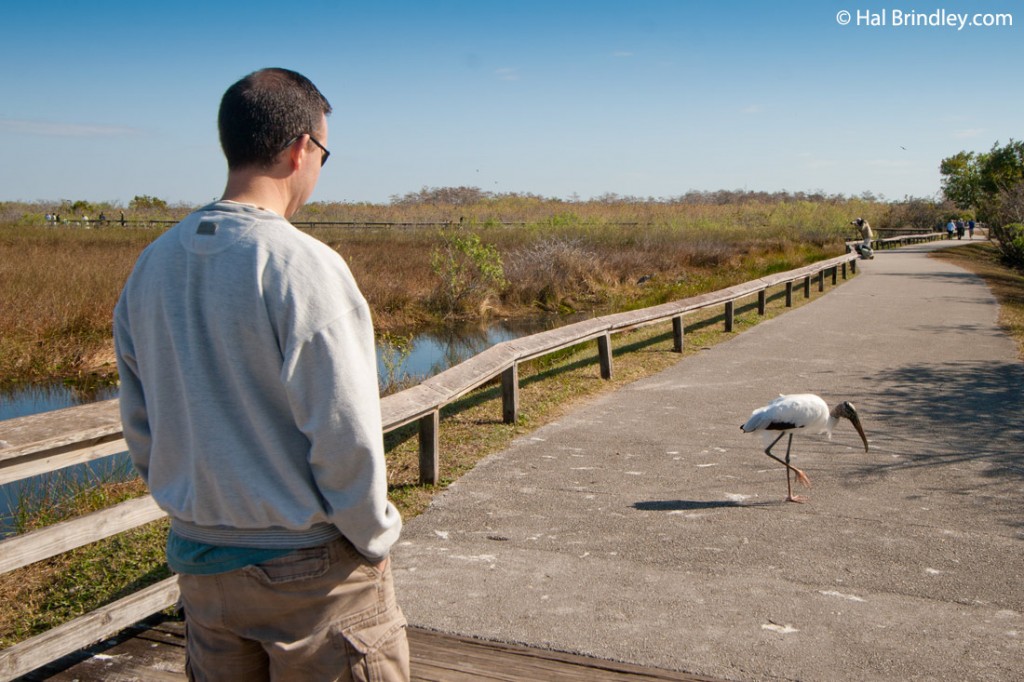 The trail at Anhinga trail