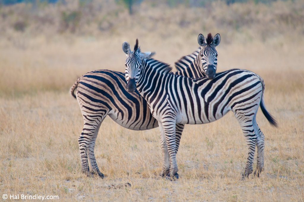 Two zebras, mutual head resting