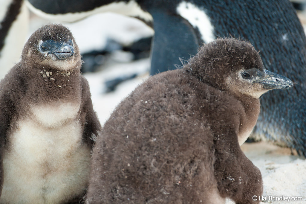 Fat baby penguins on the beach