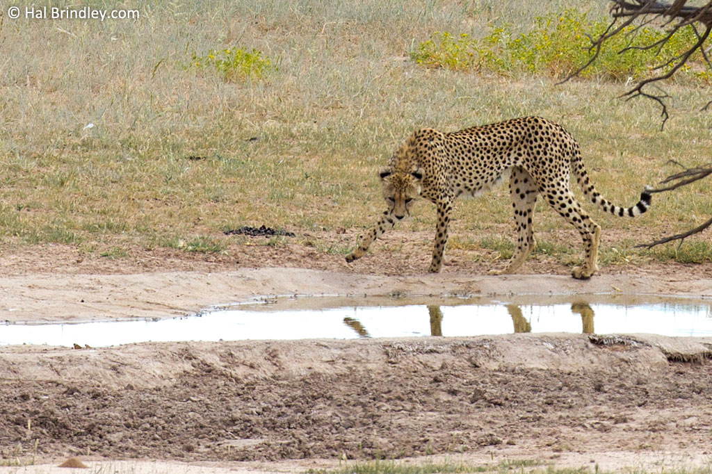 A Cheetah at the waterhole in front of the Kalahari Tented Camp.
