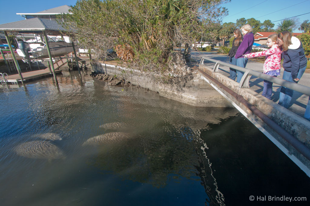 Watching manatees from a bridge in Crystal River, Florida.