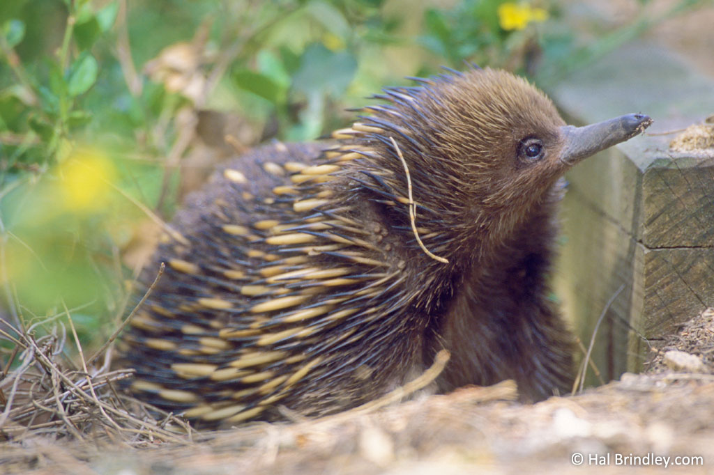 Short-beaked Echidna foraging in Ninety-Mile Beach, Victoria, Australia