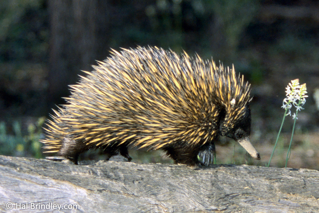 A short-beaked echidna crossing a log in Dryandra Woodland, Southwest Australia