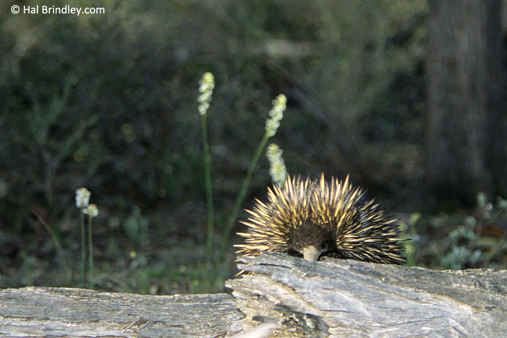 One of the most interesting echidna facts is that they can live a super long life!