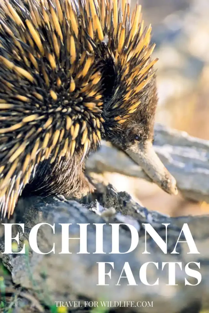 Fascinating echidna facts. Echidnas are one of the most lovable Australian animals. 