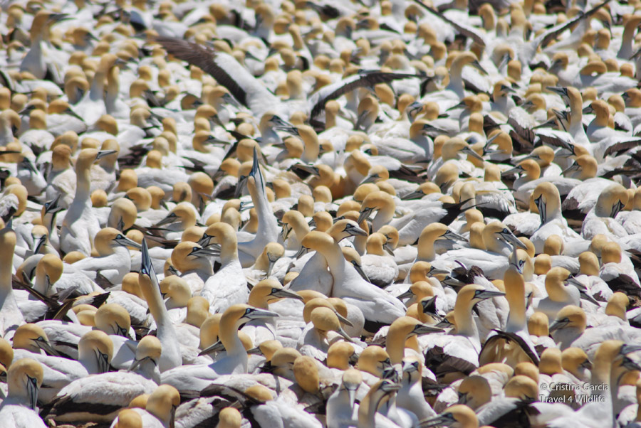 Gannet colony at Paternoster, South Africa