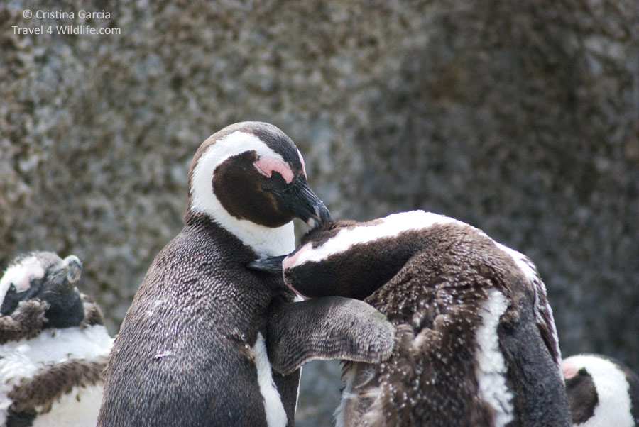 Mutual grooming