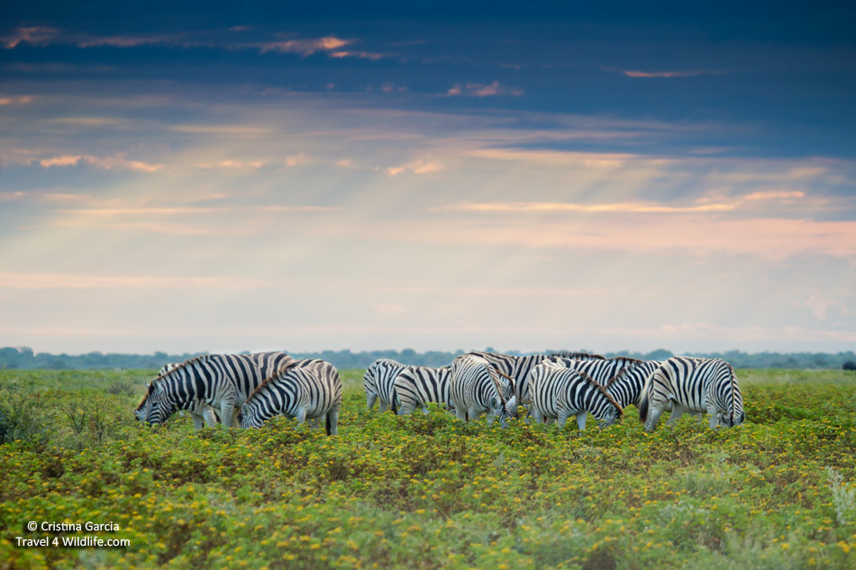 A dazzle of zebras graze on a stormy evening in Etosha, Namibia