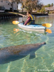 Cristina kayaking with manatees in Florida.