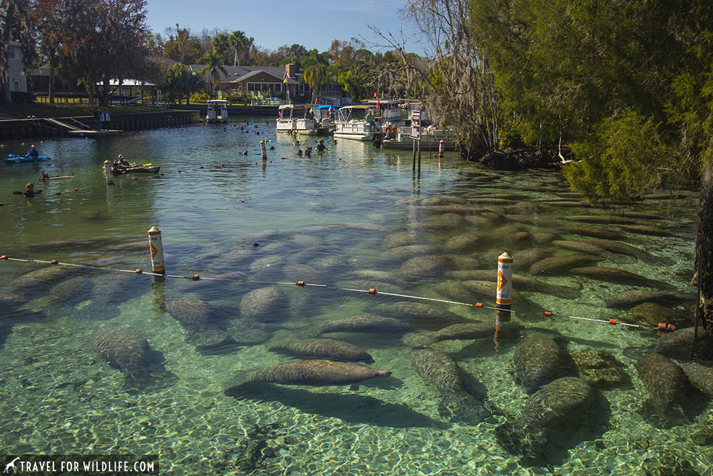 where to see manatees