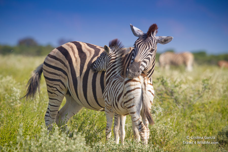 Mutual head-resting strengthens the bond between a zebra and her foal. 