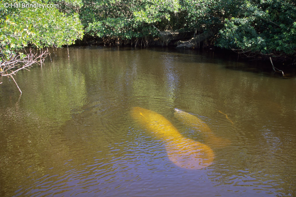 A manatee and her calf on the Orange River near Fort Myers, FL