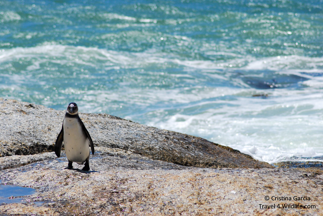 Jackass penguin coming out of the water