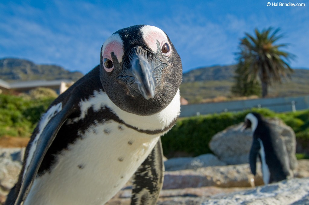 See African penguins in Simon's Town