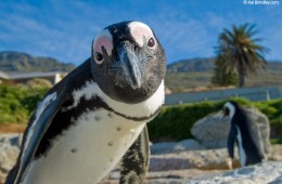 Get up close and personal with penguins in Simon's Town